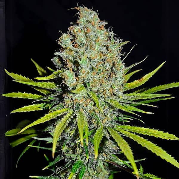 Grape Stomper > Empire Seeds | Feminized Cannabis   |  Hybrid